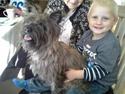 Cairn terrier Zita