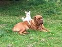 Dogue de bordeaux Bodil AKA Bodilisiusss