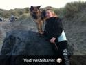 Schæferhund Sita