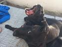 Grand danois Diego