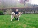Alaskan malamute Nice Charm´n Sexy Smilla Malamute Sanctuary