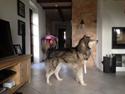 Alaskan malamute Snowcreek HardWorking Aslan