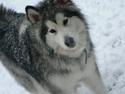 Alaskan malamute Jelly