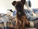 Griffon petit brabancon Ollie <3