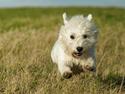 West highland white terrier Penny