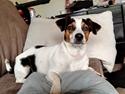 Dansk svensk gaardhund pepsi