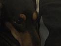 Gravhund Tilde