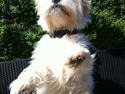West highland white terrier Ozzy