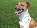 Dansk svensk gaardhund Agnes