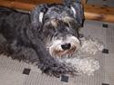 Dvaergschnauzer Ladi