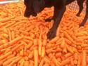 Newfoundlænder / Labrador  Max