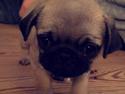 Mops Bertha