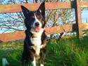 Border collie Píla
