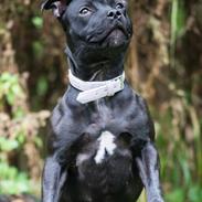Staffordshire bull terrier DK Staff's Oh L' Amour
