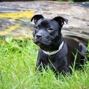 Staffordshire bull terrier DK Staff's Oh L' Amour