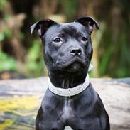 Staffordshire bull terrier DK Staff's Oh L' Amour