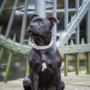 Staffordshire bull terrier DK Staff's Oh L' Amour