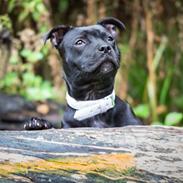 Staffordshire bull terrier DK Staff's Oh L' Amour