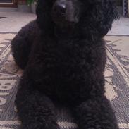 Mellempuddel Kalle (Jouet Thoughts of the Heart)