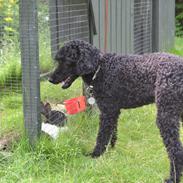 Mellempuddel Kalle (Jouet Thoughts of the Heart)