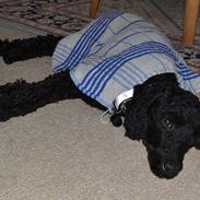 Mellempuddel Kalle (Jouet Thoughts of the Heart)