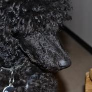 Mellempuddel Kalle (Jouet Thoughts of the Heart)