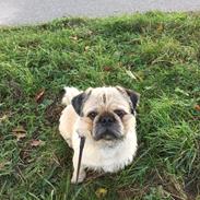 Blanding af racer Chino 