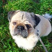 Blanding af racer Chino 