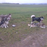 Alaskan malamute Nice Charm´n Sexy Smilla Malamute Sanctuary