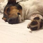 Dansk svensk gaardhund Mille