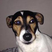 Dansk svensk gaardhund Mille