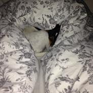 Dansk svensk gaardhund Mille