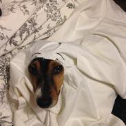 Dansk svensk gaardhund Mille