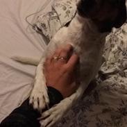 Dansk svensk gaardhund Mille