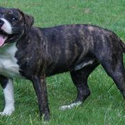 Staffordshire bull terrier Jodei