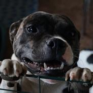 Staffordshire bull terrier Jodei