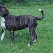 Staffordshire bull terrier Jodei