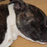 Staffordshire bull terrier Jodei