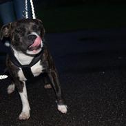 Staffordshire bull terrier Jodei