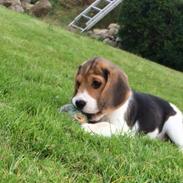 Beagle Freja