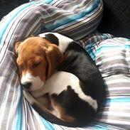 Beagle Freja
