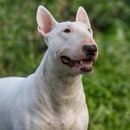 Bullterrier My bullistic's Twenty Four Seven aka Lilly