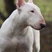 Bullterrier My bullistic's Twenty Four Seven aka Lilly