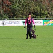 Staffordshire bull terrier Ricky