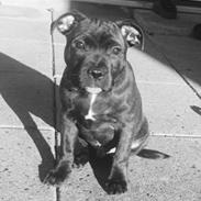 Staffordshire bull terrier - Nilo