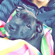 Staffordshire bull terrier - Nilo