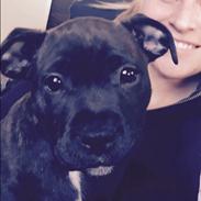 Staffordshire bull terrier - Nilo