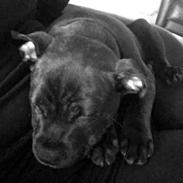 Staffordshire bull terrier - Nilo
