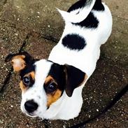 Dansk svensk gaardhund pepsi