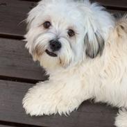 Blanding af racer Charlie